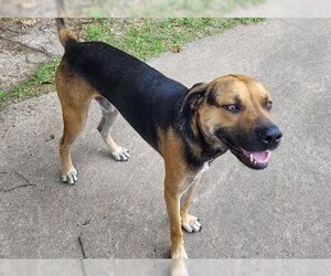 Harrier Dogs for adoption in Houston, TX, USA