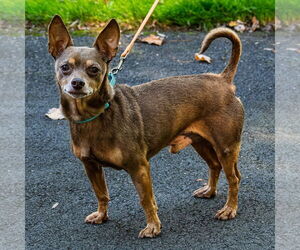 Chihuahua Dogs for adoption in Arlington, VA, USA