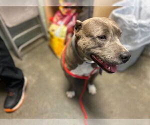 American Pit Bull Terrier Dogs for adoption in Tulsa, OK, USA