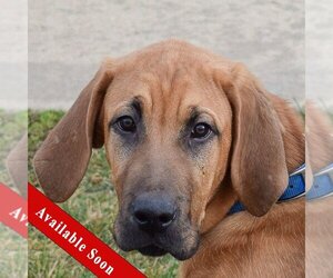 Bloodhound Dogs for adoption in Huntley, IL, USA