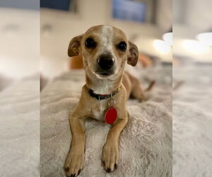 Chihuahua-Unknown Mix Dogs for adoption in Bellevue, WA, USA