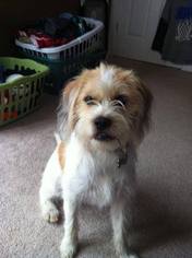 Bea-Tzu Dogs for adoption in Bardstown, KY, USA