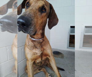 Medium Photo #8 Great Dane Puppy For Sale in Bullard, TX, USA