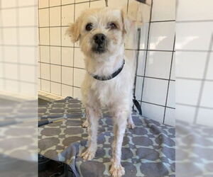 Poodle (Miniature) Dogs for adoption in Downey, CA, USA
