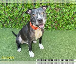 American Pit Bull Terrier Dogs for adoption in West Palm Beach, FL, USA