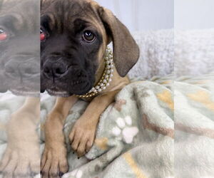 Mutt Dogs for adoption in Goodyear, AZ, USA