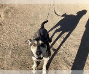 Australian Shepherd-Siberian Husky-Unknown Mix Dogs for adoption in Chama, NM, USA
