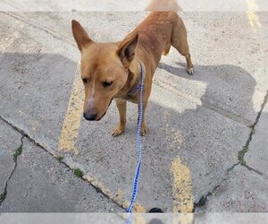German Shepherd Dog Dogs for adoption in Houston, TX, USA