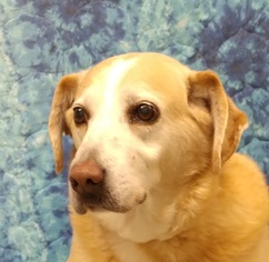 Medium Photo #1 Labrador Retriever-Unknown Mix Puppy For Sale in Greenville, IL, USA