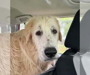 Great Pyrenees Dogs for adoption in Dallas, TX, USA