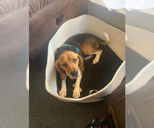 Beagle Dogs for adoption in Foristell, MO, USA