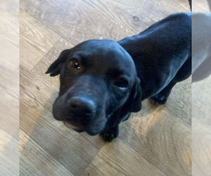 Black and Tan Coonhound-Unknown Mix Dogs for adoption in Red Lodge, MT, USA