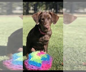 German Shorthaired Lab Dogs for adoption in Fort Worth, TX, USA