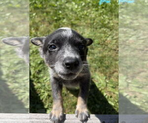 Mutt Dogs for adoption in Garden City, NY, USA