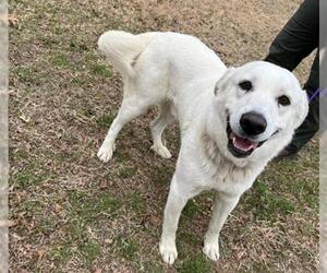 Golden Labrador Dogs for adoption in Temple, TX, USA