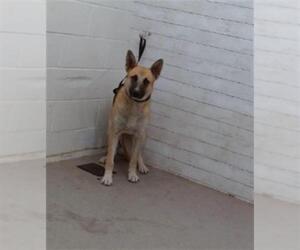 Mutt Dogs for adoption in San Bernardino, CA, USA