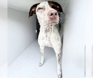 Pointer-Unknown Mix Dogs for adoption in Houston, TX, USA