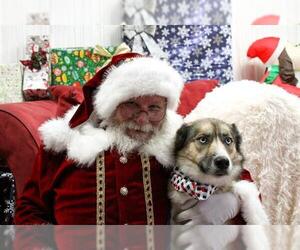 Siberian Husky-Unknown Mix Dogs for adoption in Bakersfield, CA, USA