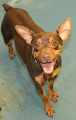 Miniature Pinscher Dogs for adoption in Waynesboro, PA, USA