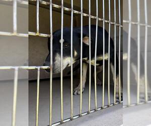 Mutt Dogs for adoption in Oklahoma City, OK, USA