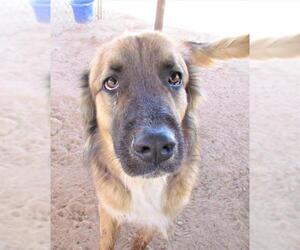 Australian Shepherd-German Shepherd Dog Mix Dogs for adoption in San Tan Valley, AZ, USA