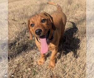 Mutt Dogs for adoption in Vail, AZ, USA