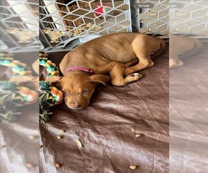 Bullboxer Pit Dogs for adoption in Conroe, TX, USA