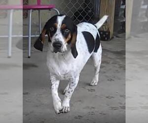Bluetick Coonhound Dogs for adoption in Fayetteville, TN, USA