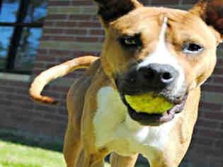 Staffordshire Bull Terrier Dogs for adoption in Grovetown, GA, USA