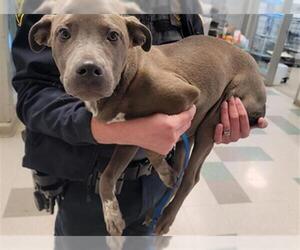 American Pit Bull Terrier-Unknown Mix Dogs for adoption in Oklahoma City, OK, USA