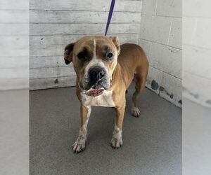 American Pit Bull Terrier Dogs for adoption in San Bernardino, CA, USA