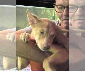 Siberian Husky-Unknown Mix Dogs for adoption in Plainfield, IL, USA