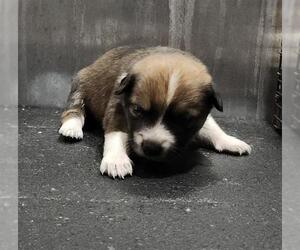 Mutt Dogs for adoption in San Antonio, TX, USA