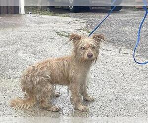 Mutt Dogs for adoption in Houston, TX, USA