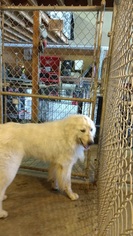 Great Pyrenees Dogs for adoption in Pittsfield, MA, USA