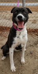 Borador Dogs for adoption in Asheville, NC, USA