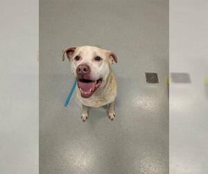 Labrador Retriever Dogs for adoption in San Martin, CA, USA