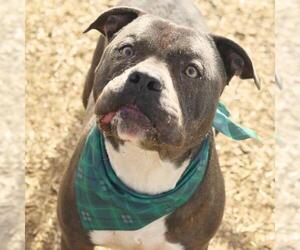 American Staffordshire Terrier-Unknown Mix Dogs for adoption in San Antonio, TX, USA