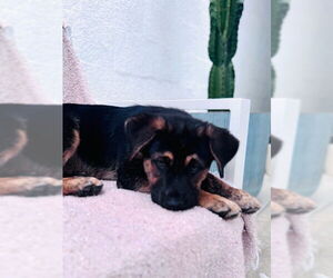Mutt Dogs for adoption in San Juan Capistrano, CA, USA
