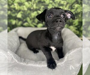 Maltese Dogs for adoption in Modesto, CA, USA