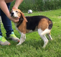 Beagle Dogs for adoption in Orleans, VT, USA