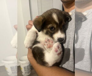 Labrador Retriever-Unknown Mix Dogs for adoption in The Woodlands, TX, USA