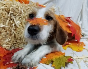Basschshund Dogs for adoption in Chicago, IL, USA