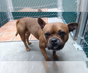 French Bulldog-Unknown Mix Dogs for adoption in Downey, CA, USA