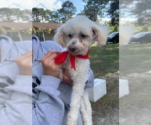 Poodle (Toy) Dogs for adoption in New Smyrna Beach, FL, USA
