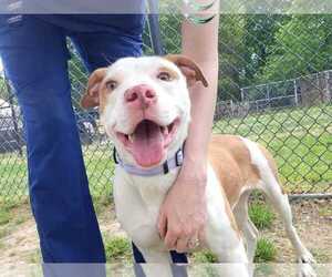 Mutt Dogs for adoption in Millersville, MD, USA