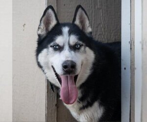 Siberian Husky Dogs for adoption in Valley Village, CA, USA