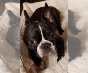 Boston Terrier Dogs for adoption in Indianapolis, IN, USA