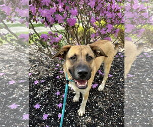 Labrador Retriever-Unknown Mix Dogs for adoption in Rockaway, NJ, USA