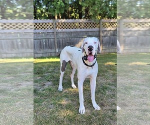 Great Dane Dogs for adoption in Techny, IL, USA